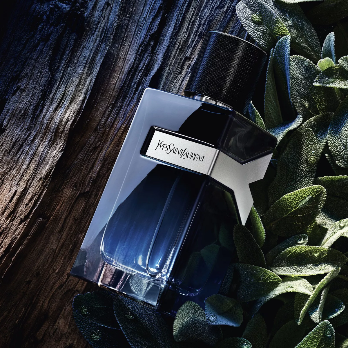 YSL Y EDP